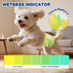White Maltese leaping mid-air indoors wearing Dono's Diary male dog wrap diaper in green tennis ball print,