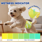 White Bichon Frise jumping while wearing Dono's Diary belly band diaper, with wetness indicator color chart showing dry stage to timely replacement signal