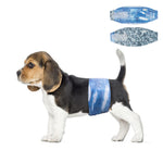 Beagle puppy wearing Dono disposable male dog belly band in blue denim print, side view, with flat lay of blue denim and grey camouflage belly band designs shown in upper right corner, on white background