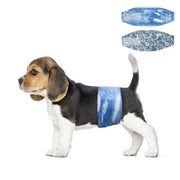 Beagle puppy wearing Dono disposable male dog belly band in blue denim print, side view, with flat lay of blue denim and grey camouflage belly band designs shown in upper right corner, on white background