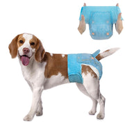 Beagle wearing Dono disposable female dog diaper in blue denim pattern, with inset showing hands holding the diaper open to display elastic waistband and tail hole, on white background