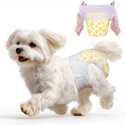 White Maltese running while wearing Dono pull-up disposable female dog diaper in yellow paw print pattern, with hands holding the diaper showing elastic waistband, on white background