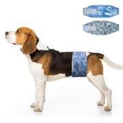 Adult Beagle wearing Dono disposable male dog belly band in grey camouflage print, side view, with flat lay of blue denim and grey camouflage belly band designs shown in upper right corner, on white background