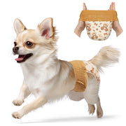 White-and-tan Chihuahua running and leaping wearing Dono 