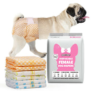 Fawn Pug wearing Dono's Diary disposable female dog diaper in orange gingham print, side view with tongue out, with stack of four folded diapers (orange gingham, yellow polka dot, green stripe, blue paw-print) and Dono's Diary S packaging, on white background